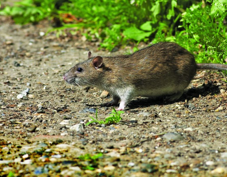 How to Keep Rats Away From Your Urban Chicken Coop Backyard Poultry